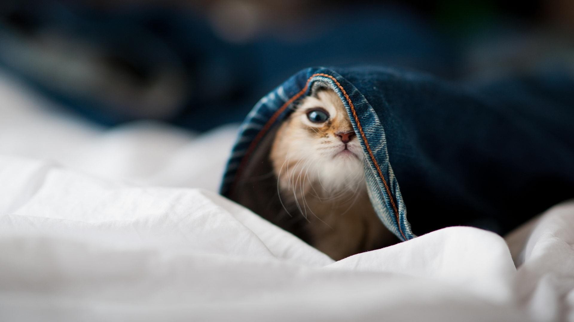 kaiyun.com-世界青年田径锦标赛中国队多项夺金,田径 世青赛