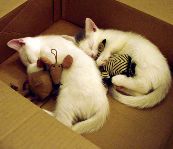 开云kaiyun-Chinese Taipei未来发展：赛事经验与全球网络建设双重驱动，taipei news