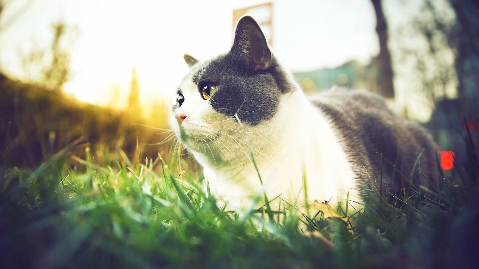 开云网站-五大联赛是否普遍使用三中卫阵型应对高压对抗，五大联赛保持不败