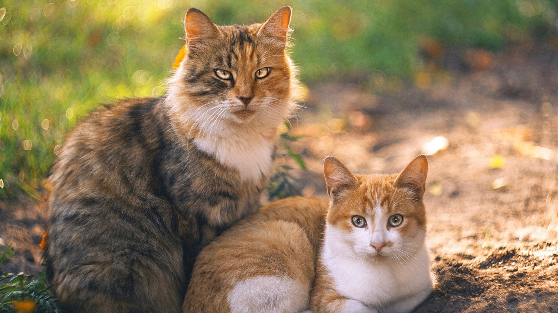 KAIYUNAPP-北京鸭侧翼球员提升命中率打破得分僵局，北京鸭的羽毛
