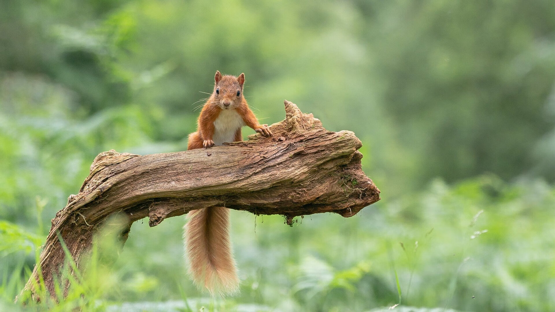 开云官方网站-接力战术灵活多变，团队协作紧密，接力队伍
