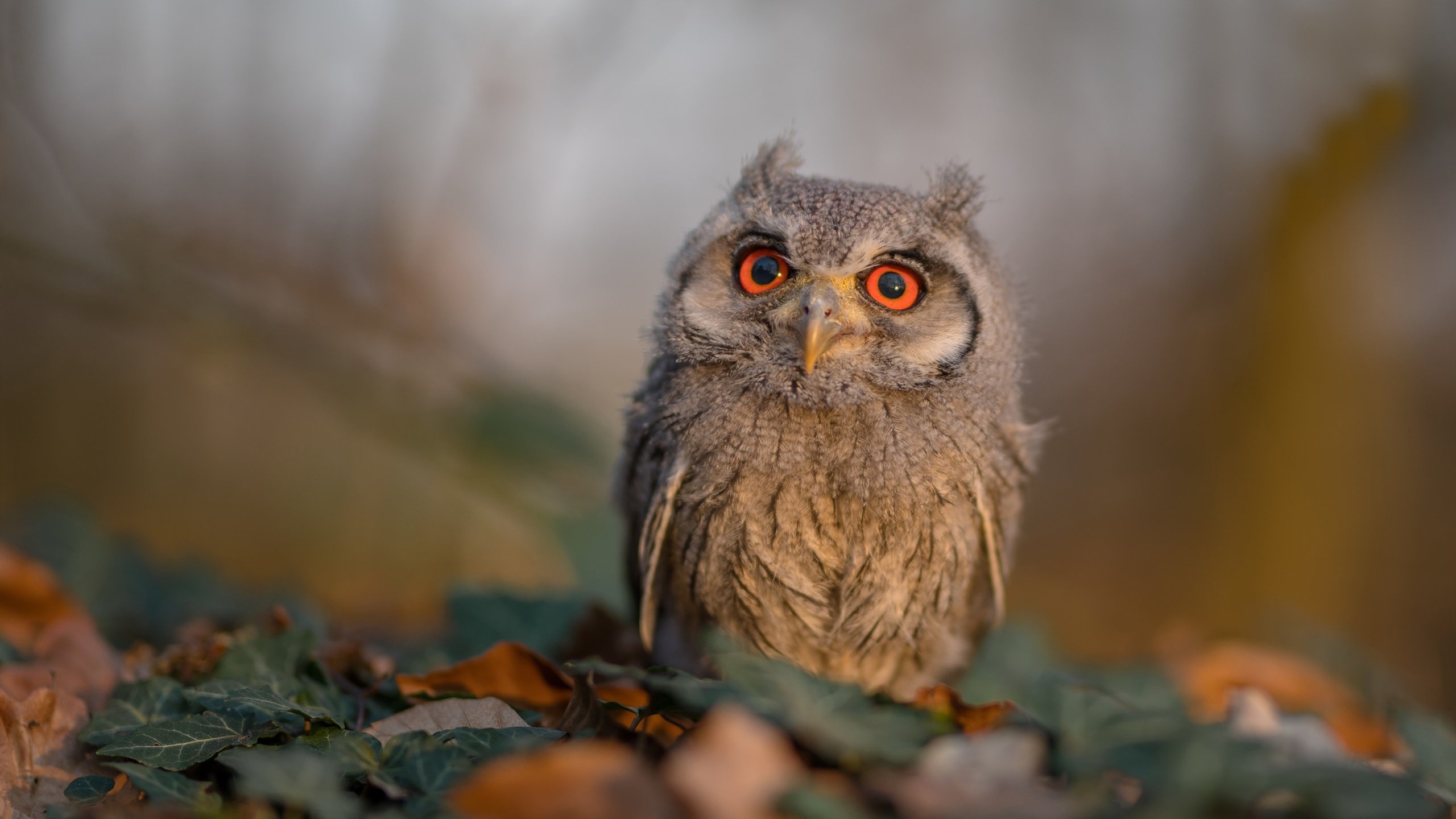 开云体育-教练组中隐藏的幕后英雄,教练组中隐藏的幕后英雄有哪些