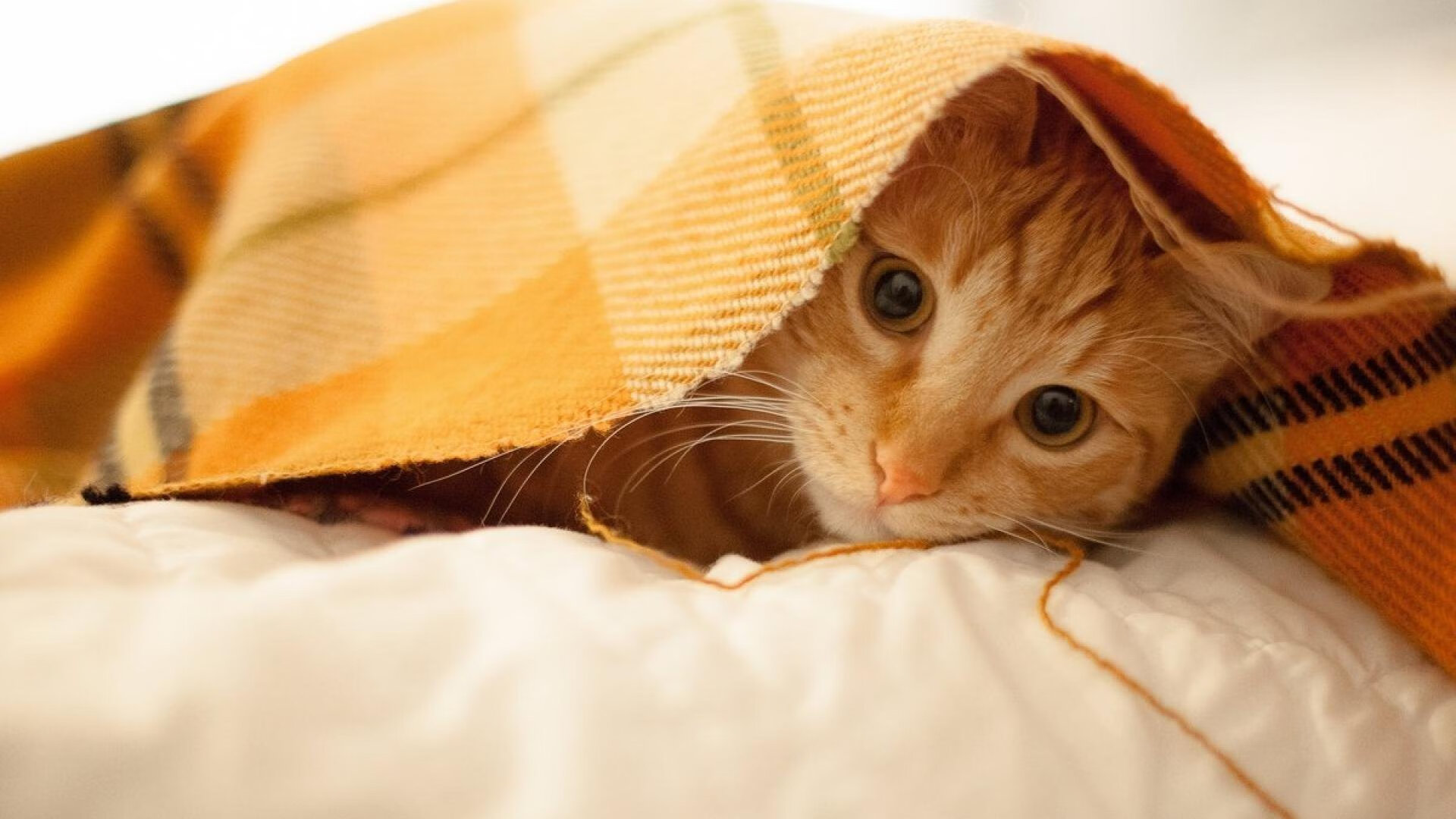 开云·体育官网-利物浦欧冠逐步逼近，目标冲击冠军宝座