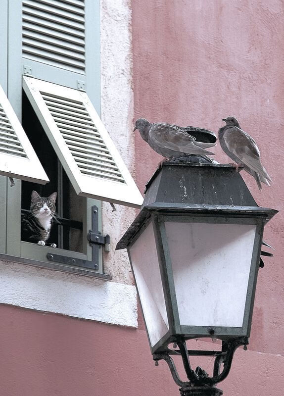 kaiyun登录入口-张雨霏蝶泳再创佳绩,2020张雨霏的蝶泳