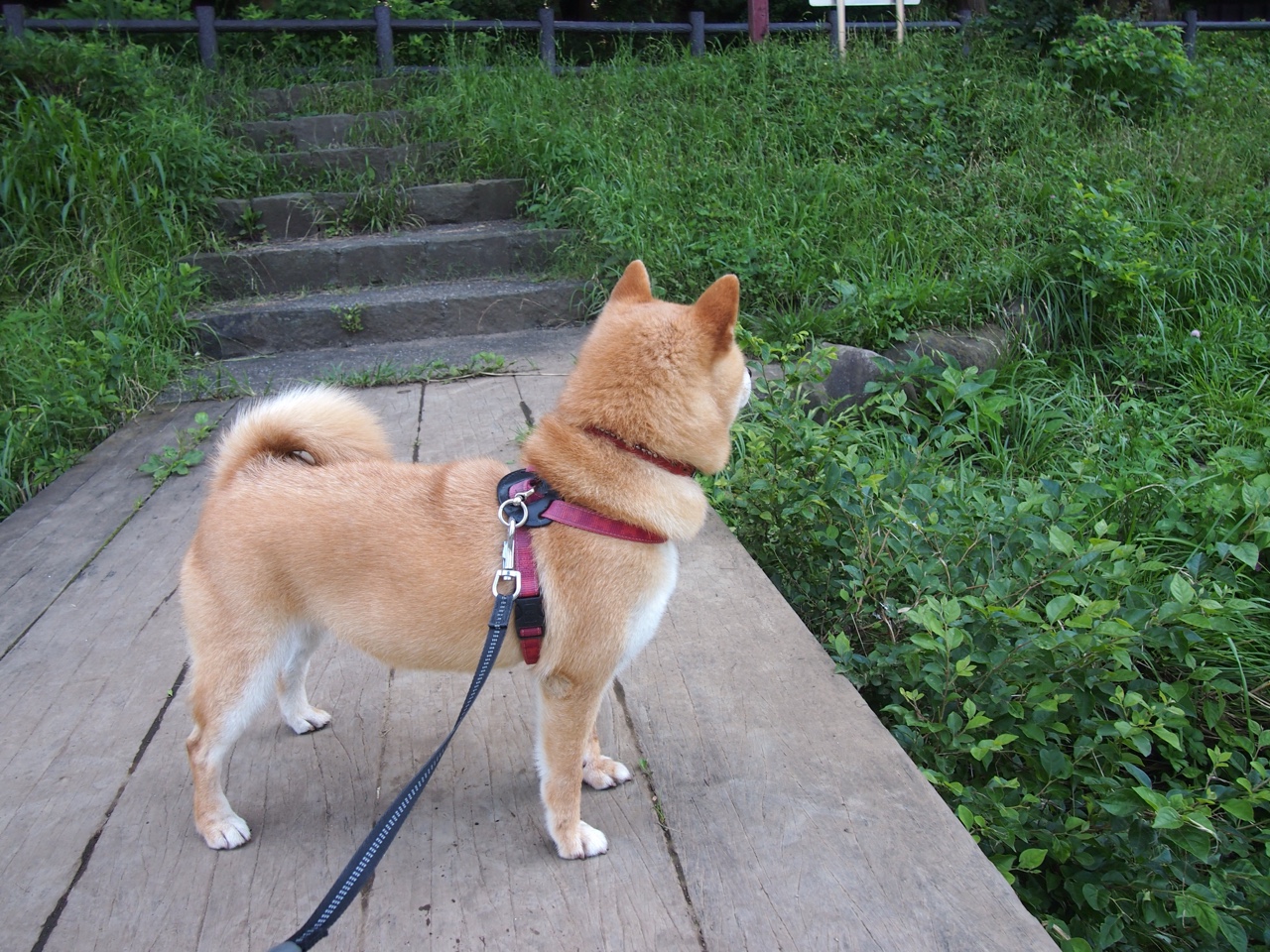 kaiyun网站-恩多比·恩乔引领南非队攻城拔寨,挑战世界冠军,恩多牧业官网