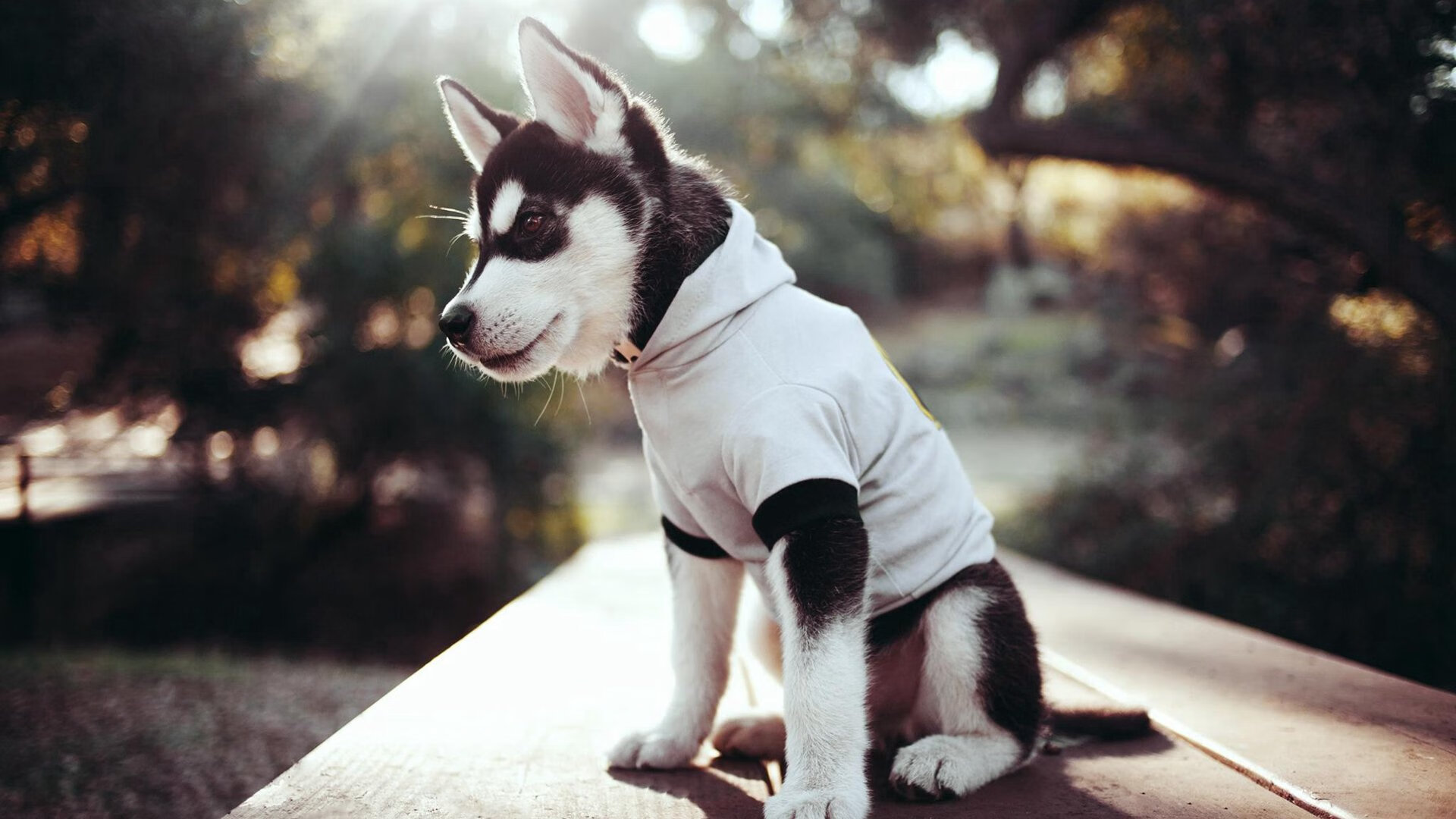 开云中国大陆-未来世界足球比赛将融合增强现实技术,沉浸式体验提升,未来的足球可能长什么样